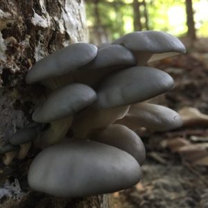 #blue oysters are now growing on the totems! #oystermushrooms #farmingthewoods #forestfarming