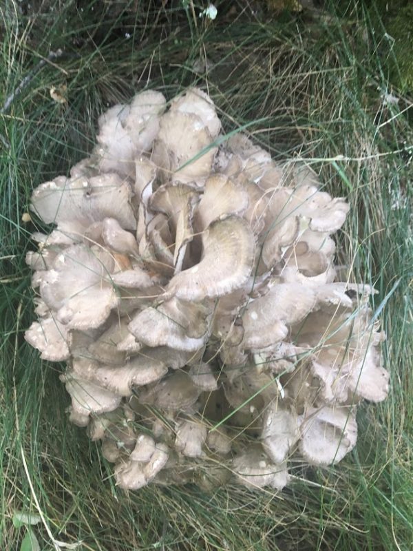 Maitake Hen Of The Woods Artisan Acres
