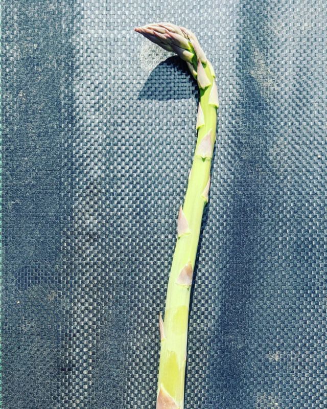 The first spear of 2022! They seem to be coming along quickly with this nice weather! #asparagusseason2022