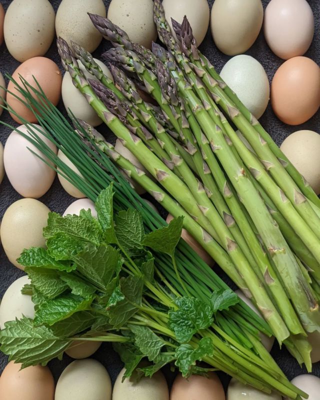 Edit... will take a list but sold out of asparagus for today🙏 The abundance is slowly increasing! I've never seen the asparagus come on this fast and strong though! If you have a craving for fresh asparagus, chives, lemon balm or VERY limited quantities of free range eggs send me a message. Theres a chance I may be in your area this week and could meet you at a convenient spot or farm gate pickup can be arranged! I can also bring along pre orders of soapery products if you are in need :) 
#scotiandiet #supportlocal #fresh